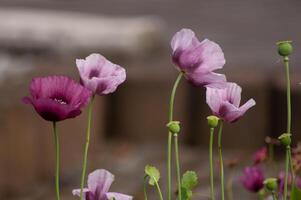 amazing purple poppies summer buds of summer flowers close up, floral background photo