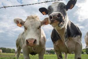 a group of multi-colored black and white cows graze in a corral on green grass photo