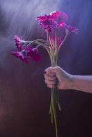 ramo de flores de borgoña gerberas en un hembra mano en iluminar desde el fondo en un oscuro antecedentes foto