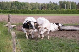 grupo manchado negro y blanco vacas pacer en un corral en verde césped, rural granja paisaje foto