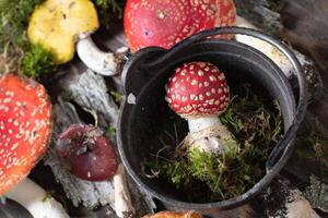 beautiful orange-red fly agaric on a wooden table ,autumn harvest of poisonous mushrooms photo