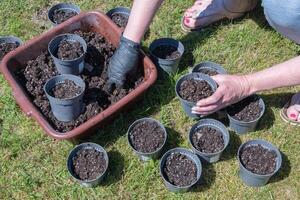 preparando ollas para plántulas, relleno con nutritivo suelo, estacional trabajo en el primavera en el jardín, hembra manos foto