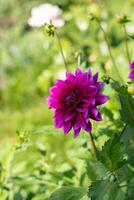 púrpura decorativo lujo, Thomas a.edison dalia en floración en el verano jardín, natural floral antecedentes foto