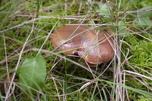 fresh butterdish edible mushroom among the grass, autumn harvest in the forest photo