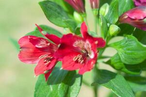 bouquet of red alstroemeria, close-up, floral background, mother's day, spring photo