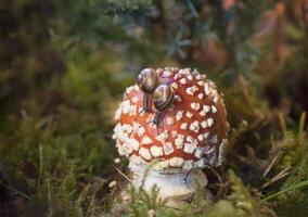 dos pequeño Caracoles gateando en un mosca agárico ese crece entre el verde musgo foto