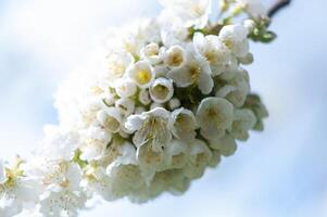 selective focus cherry blossom branch in early spring against blue sky photo