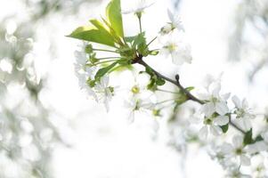selectivo atención Cereza florecer rama en temprano primavera en contra azul cielo foto