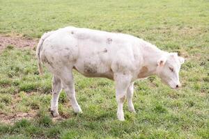 un hermosa blanco vaca pacer en un corral en verde césped en un campo foto