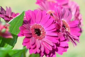 Bouquet of purple gerberas, close angle, spring mood, flower background, gift photo