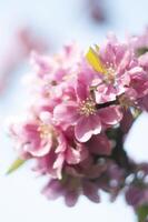 Decorative red apple tree flowers blossoming at spring time, floral background photo