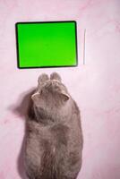 pet playing game on tablet with green screen,cat sitting on table next a tablet photo