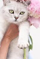 portrait of cute gray kitten with green eyes of the Scottish breed, pink peonies photo