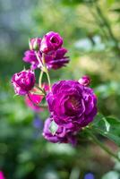 púrpura Violeta mezclado color floribunda Rosa borgoña hielo flores en el jardín, en contra borroso verde hojas foto