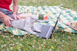 cute kitten sits on a laptop keyboard on a green garden lawn, the owner works photo