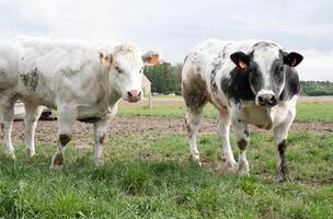 a group of multi-colored black and white cows graze in a corral on green grass photo