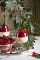 panna cotta with red currant berries, sweet dessert, still life against the background of a green branch with berries photo