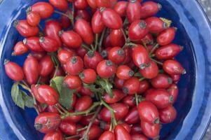 blue bowl filled with harvest of ripe red rose hips, alternative medicine, multivitamin tea ingredient for cough photo