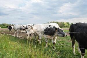 a group of multi-colored black and white cows graze in a corral on green grass photo