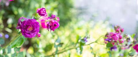 púrpura Violeta mezclado color floribunda Rosa borgoña hielo flores en el jardín, en contra borroso verde hojas foto