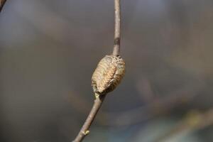 Ootheca mantis on the branches of a tree. The eggs of the insect laid in the cocoon for the winter are laid. Ooteca on a branch of hazelnut photo