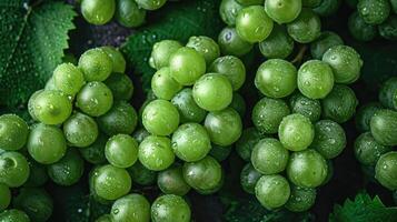 AI generated A cluster of fresh green grapes, an artistic arrangement for aesthetic appeal. Grapes background. photo