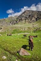 Horses grazing in Himalayas photo