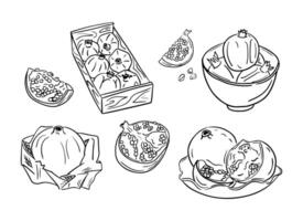 Hand drawn contour doodle set with pomegranates. Sketchy black contour whole and part of fruits on white background. Ideal for coloring pages, tattoo, pattern vector