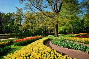 Blooming tulips flowerbeds in Keukenhof flower garden, Netherlan photo