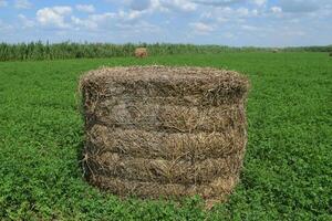 pajar arrollado arriba en fardos de alfalfa foto