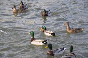 Ducks swimming in the pond. Wild mallard duck. Drakes and females photo