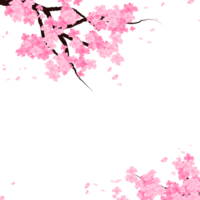 Pink Sakura Flowers Branch Frame. Cherry Bloom Border. Spring Falling Petals Background. png