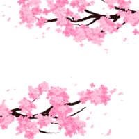 rosa sakura blomma ram, körsbär blomma gren gräns. faller kronblad bakgrund. png