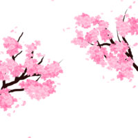 Pink Sakura Flowers Branch Frame. Cherry Bloom Border. Spring Falling Petals Background. png