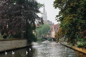 Bruges canal with white swans between old trees with Church of Our Lady in the background. Brugge, Belgium photo