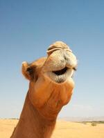 Camels in the desert photo