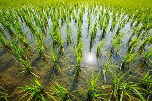 Rice paddy field close up photo