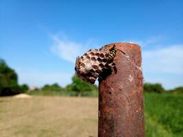 The nest wasps polistov. Vespiary photo