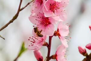 Spring flowering peach photo