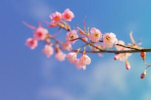 Pink Cherry blossoms blooming and the blue sky in morning Thailand. photo