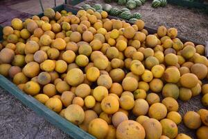 Collected in a pile of melons and watermelons photo