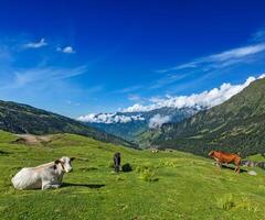 Cows grazing in Himalayas photo