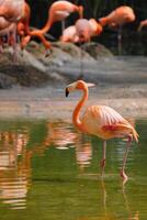 americano flamenco Phoenicopterus ruber pájaro foto