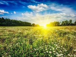 Summer blooming meadow field photo