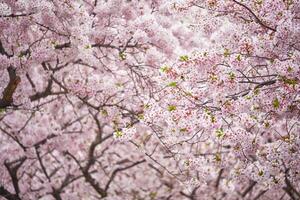 Blooming sakura cherry blossom photo