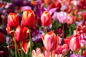 Blooming tulips flowerbed in Keukenhof flower garden, Netherland photo