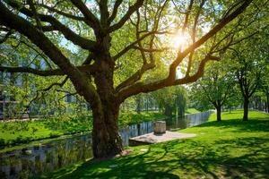 árbol en público parque en Róterdam. foto