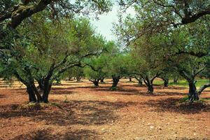 Olive trees Olea europaea in Crete, Greece for olive oil production photo