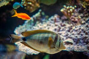 Red Sea sailfin tangfish underwater in sea photo