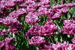 Blooming tulips flowerbed in Keukenhof flower garden, Netherland photo